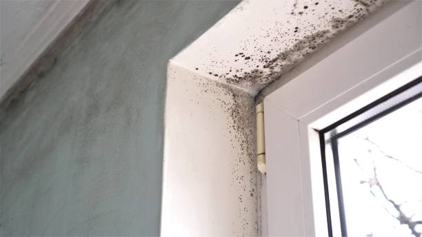 Best Water Damage & Mold Remediation  in Milltown, NJ