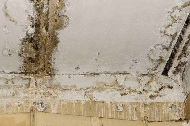 Mold Documentation for Insurance Claims in Milltown, NJ
