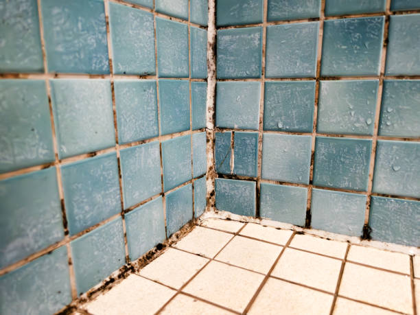 Mold Remediation for Vacation Homes in Milltown, NJ