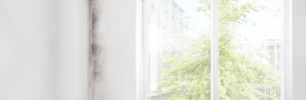 Best Mold Prevention Services  in Milltown, NJ