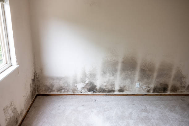 Milltown, NJ Mold Removal Company