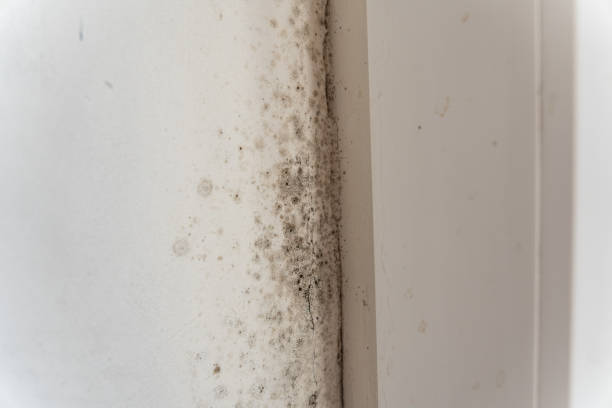 Best Emergency Mold Remediation  in Milltown, NJ