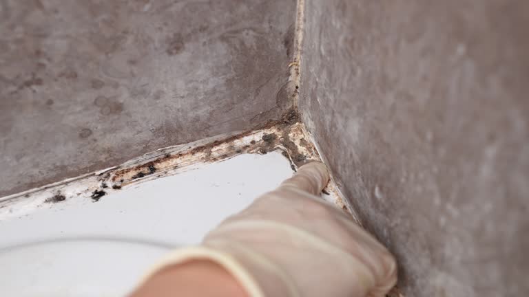 Best Mold-Related Health Consultation  in Milltown, NJ